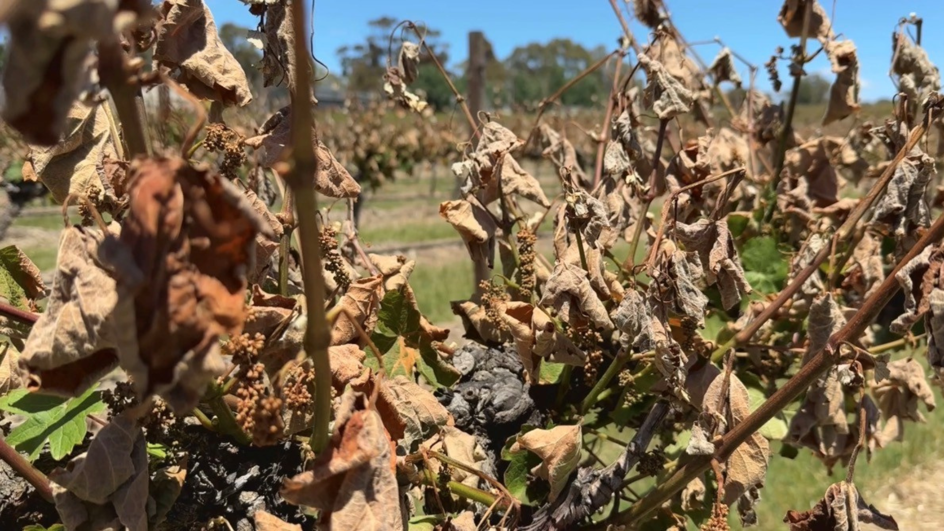 Damaging Frost Event Hits Pikes Wines, Impacting on the 2026 Vintage